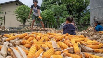 Lors de la hausse, le prix du maïs a été élevé par les producteurs deigi stables Rp3 700 par kilogramme