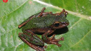 BRIN Finds New Frog In Sulawesi Forest, Named For Legend