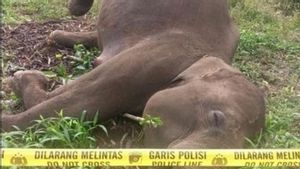 Kawat Bertegangan Tinggi di Kebun Warga Tewaskan Gajah Dilindungi di Aceh Tengah