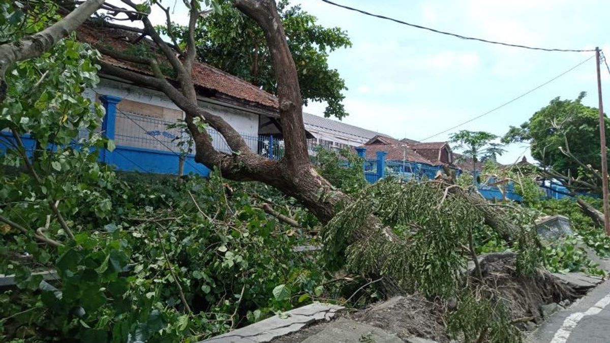 2 Days Of Burst And Strong Winds, 52 Trees In Mataram, West Nusa Tenggara (NTB) Ambruk