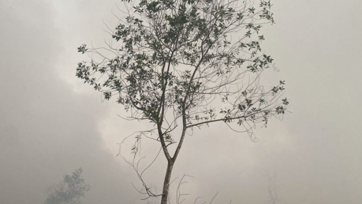 Forest And Land Fire Area In South Kalimantan Reaches 184 Hectares