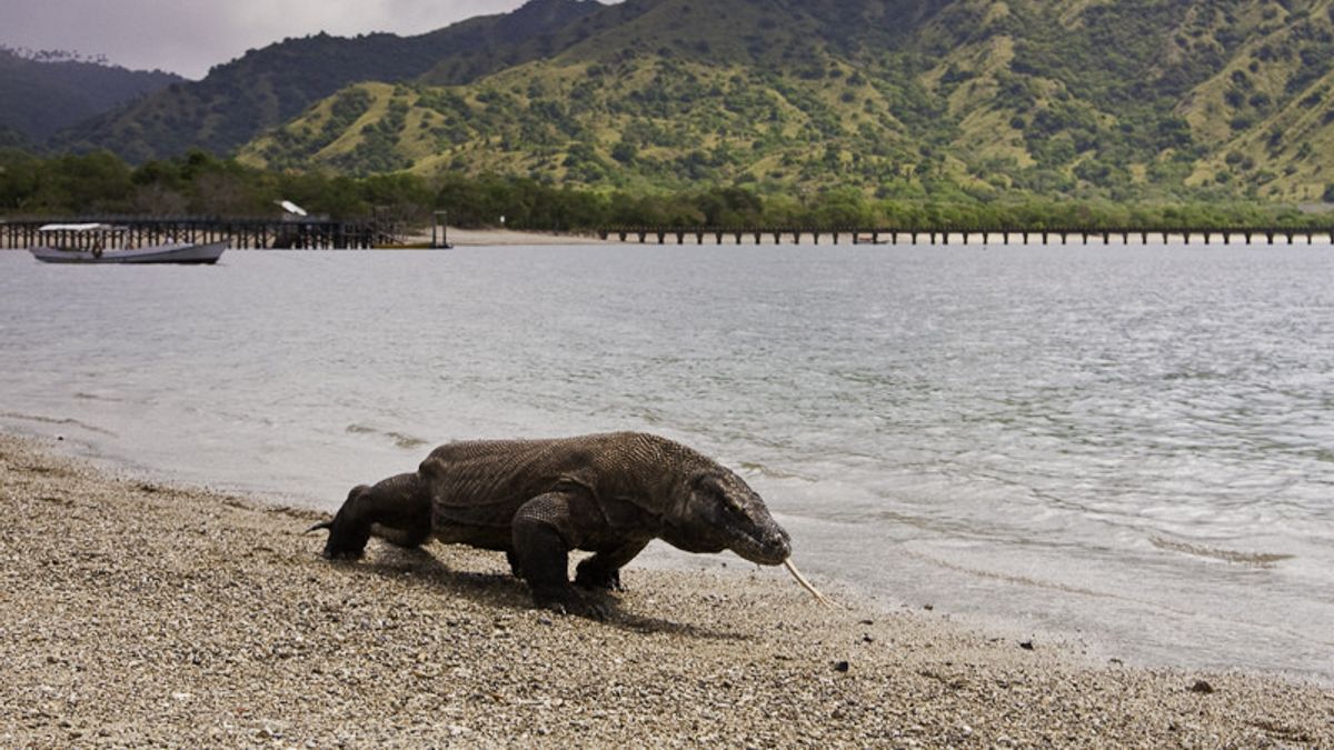 Highlighting Komodo National Park Issues: Starting From Criticism Of UNESCO To Expensive Ticket Prices
