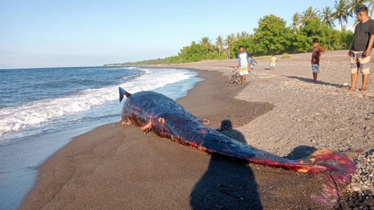 一头死鲸搁浅在北龙目岛海滩