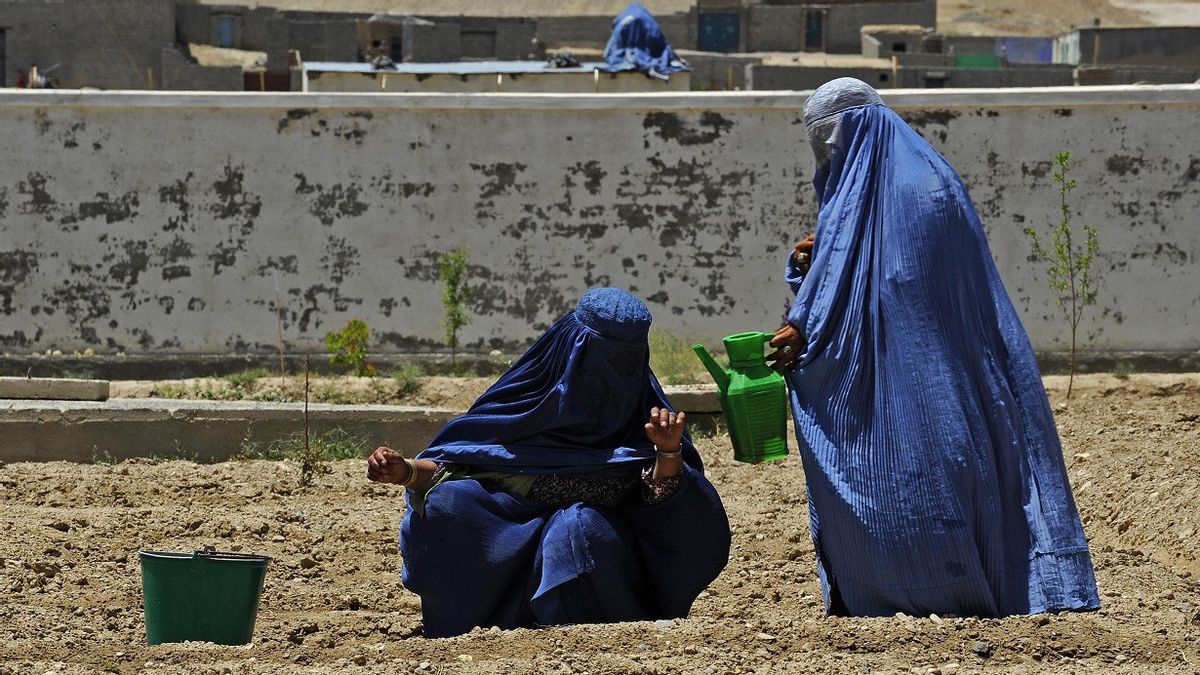 联合国人权特使敦促塔利班解除对妇女的限制，调查对什叶派和苏菲派少数民族的袭击
