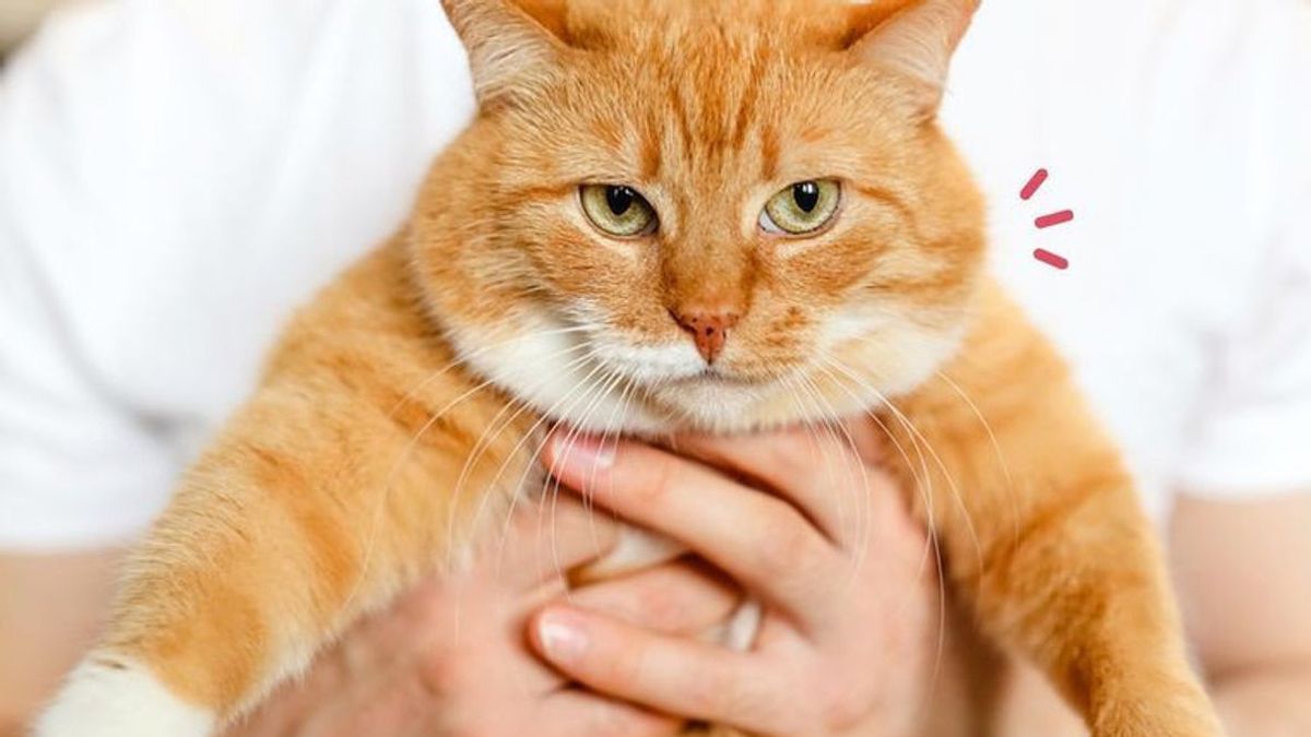 Penyebab Kucing Menjadi Gemuk setelah Distrerilisasi, Berikut Penjelasan Ahli