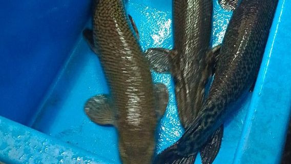 役員はジョハルバル観賞魚市場で販売されている4つのガーアリゲーター魚を見つけました