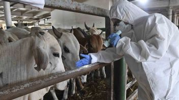 Ministry Of Agriculture Sets Procedures For Handling Sacrificial Animals Ahead Of Eid Al-Adha