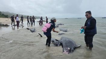 BKKPN ensures 21 pilot whales stranded in Rote Ndao are dead