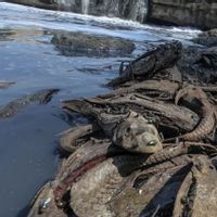 Rano Karno Usul Ikan Sapu-Sapu Diolah Jadi Arang Usai Ditangkap