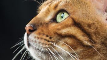 Knowing The Characteristics Of Mixed Cat Types, Some Are Not Infrequently Consistent
