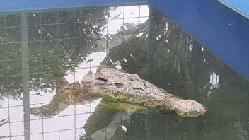 An Angler In East Kutai Dies By Crocodile