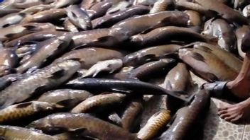 バタンルブクランドゥールパサマン西川に硫黄元素なし、泥による魚3トンの死