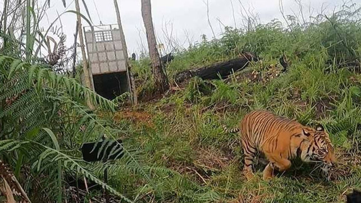 Usai Dirawat 2 Bulan, Harimau Sumatra Dilepasliarkan Lagi ke Hutan Gayo Lues