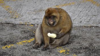Les touristes donnent souvent de la crème glacée, les singes de Gibraltar mangent maintenant de la terre