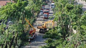 Cuaca di Surabaya Sedang Tidak Bersahabat, Pemkot Pangkas Pohon-pohon yang Lebat