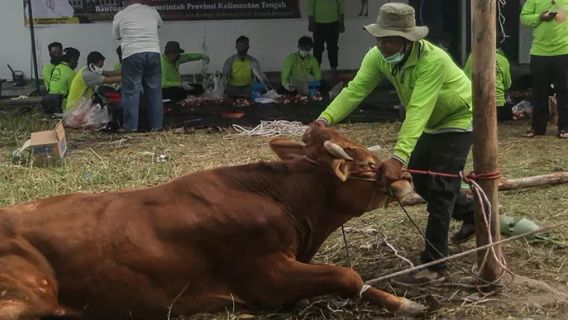 Before Buying Sacrifice Animals, Acting Regent Of Bekasi Asked His Citizens To Check Livestock Documents