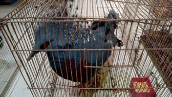 As Many As 31 Of The 118 Protected Animals Die During The Attempted Smuggling From Palembang To Thailand