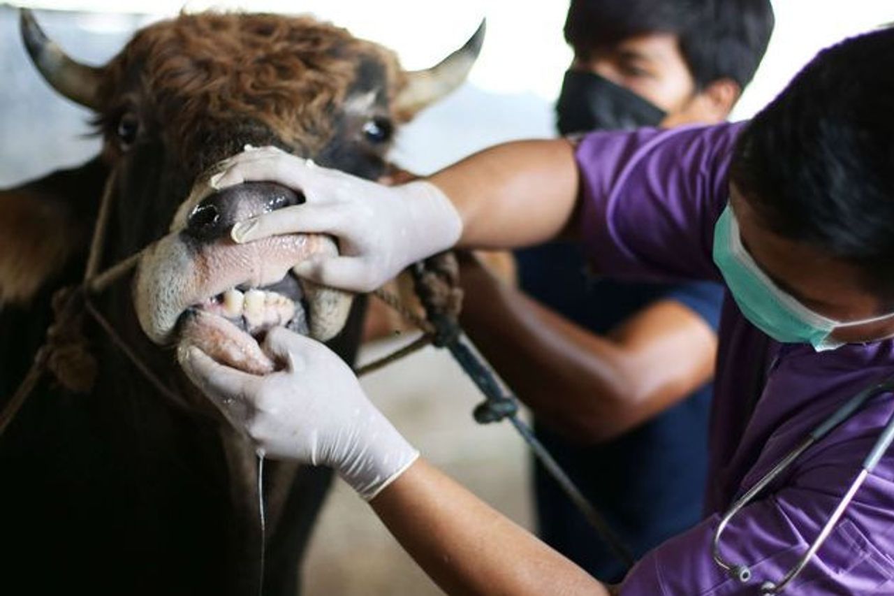 APBDの予算は困っている、ムコムコはFMD感染動物のための化学薬品を持っていない