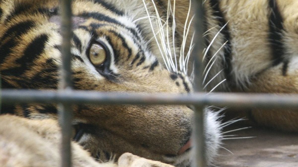 Merinding, Cerita Warga Bengkulu Lihat 2 Ekor Harimau Masuk ke Kebun Cabai, Awalnya Dikira Kucing Hutan 