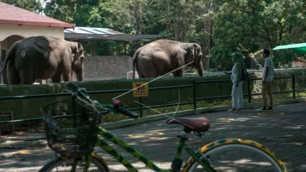 Berita Yogyakarta: Gembira Loka Zoo Tolak Ratusan Pengunjung Dalam Sehari