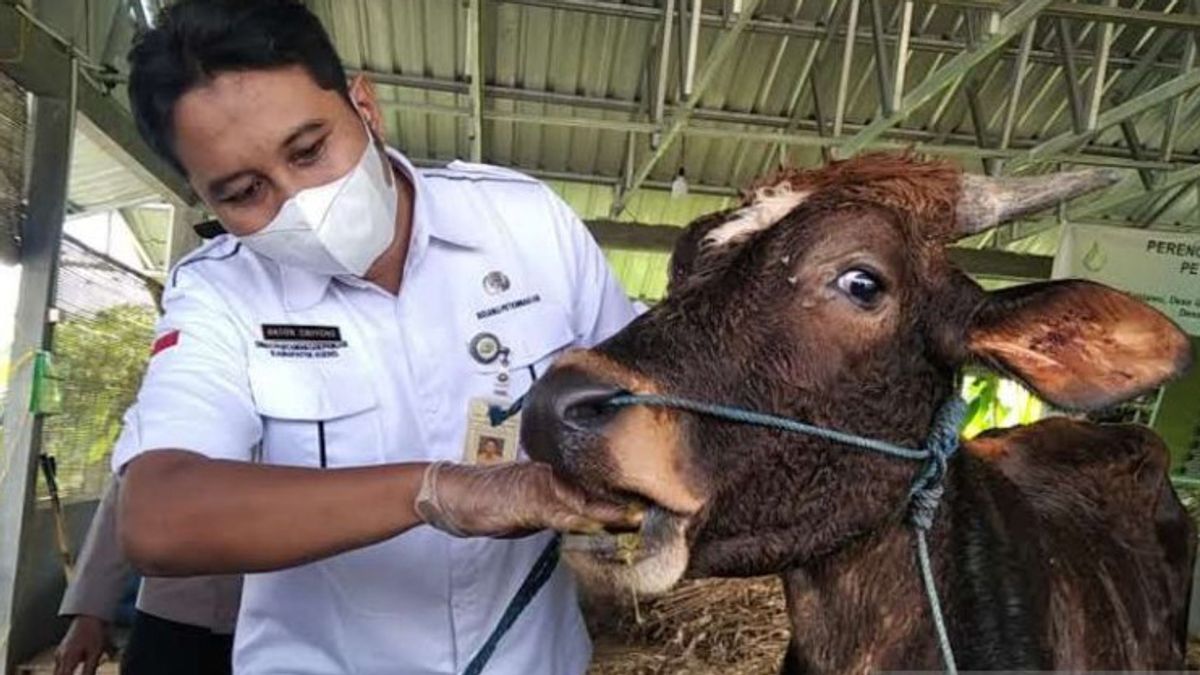 Jelang Iduladha, 71 Kasus PMK di Kudus: 4 Hewan Mati dan 44 Sembuh