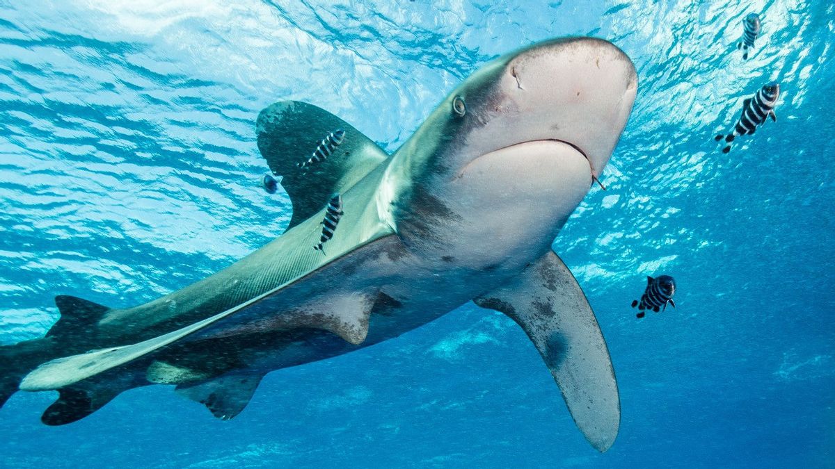 夏威夷郊区“鲨鱼袭击”造成的伤害