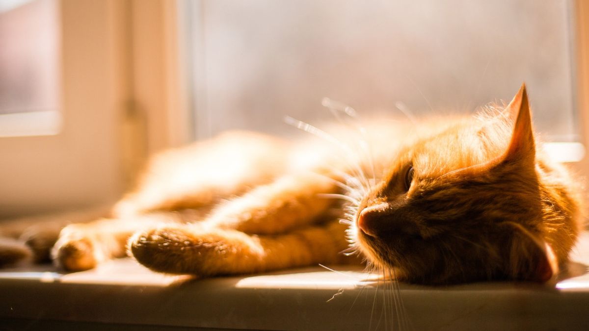 Mengenali Penyebab Kelesuan pada Kucing, Ini yang Bikin Anabul Tak Lincah Lagi