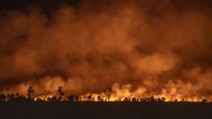 Menko Polkam Minta Pemda Tangkas Atasi Karhutla, Khususnya Pemrov Sumsel