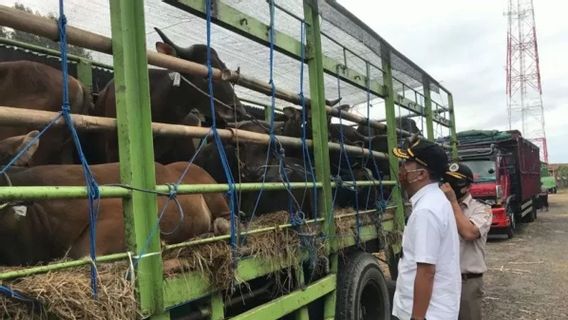 Kendaraan Pengangkut Ternak yang Masuk ke Gresik Diperiksa Polisi untuk Antisipasi Persebaran Wabah Penyakit