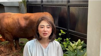L'histoire de Dewi Perssik coupée pour la première fois de la vache de la victime jusqu'à 1 tonne