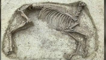 هيكل عظمي غامض للحصان مقطوع الرأس مع رايدر 1400 عاما وجدت في ألمانيا