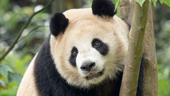 Photo Released, Chinese Loan Giant Panda Adapted Well At The San Diego Zoo