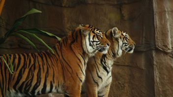 シンカ動物園シンカワンから2匹のトラが脱出