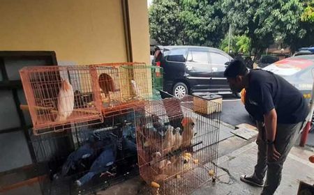 Sewa 3 Kamar Kos, Pria di Solo Simpan 125 Burung dari Kasuari hingga Nuri Pelangi