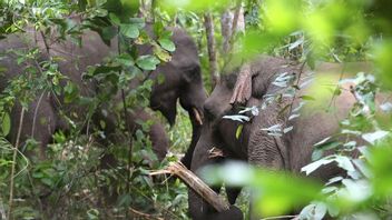 BKSDA Aceh Tourne Le Cerveau Pour Trouver Des Stratégies Pour Surmonter Le Conflit Des éléphants Avec Les Humains