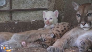 ニカラグア動物園で生まれたプーマ・アルビノの息子は健康に育つ