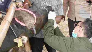 口と爪の病気に苦しむことを宣告されたフローレス州のJaktim Kantongi SKKHの犠牲牛の売り手