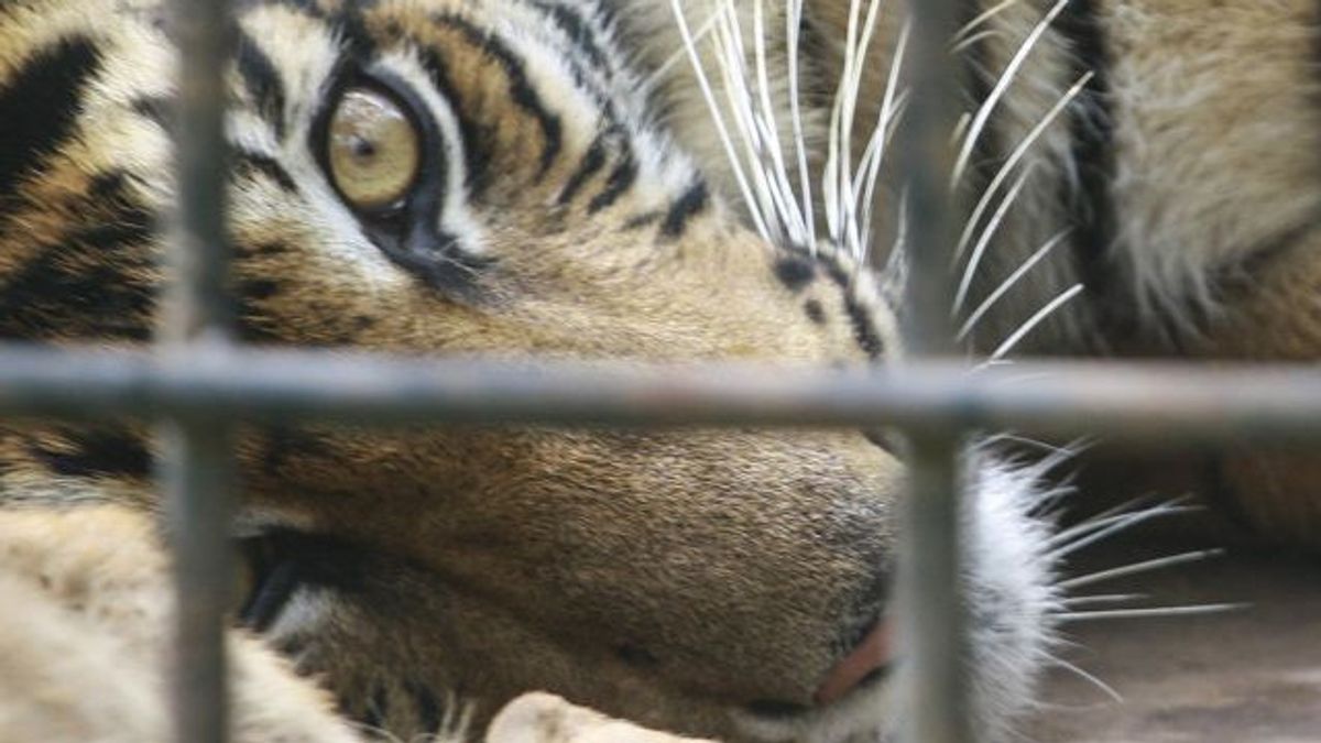 索洛克居民请警惕，发现的动物痕迹被确认为苏门答腊虎