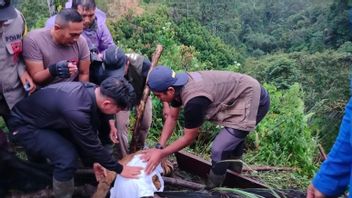 Sumatran Tiger Children Trapped In Agam Successfully Rescued By BKSDA Team
