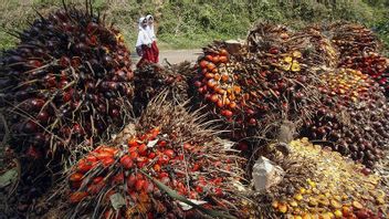 The Palm Oil Industry Is Expected To Be Security Against Crisis