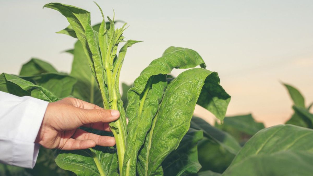 Quelles feuilles peuvent faire par les pesticides? Utilisez ces feuilles