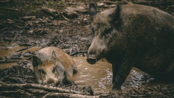 : Agriculture par les porcs de forêt n'a pas récolté à Lebak