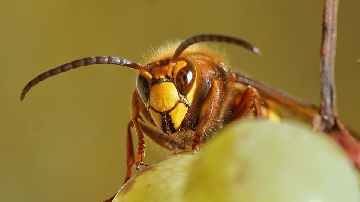 ロシアで発見された数億年前の花粉で覆われた昆虫
