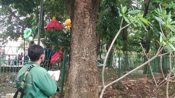 For The Sake Of Knowing The Tree Is Healthy Or Sick, 150 People Spread Throughout The City Of Depok
