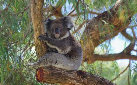 Koala Menuju Kepunahan