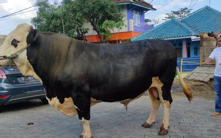 Sapi Dedi Mulyadi Ngamuk, Hampir Serang dan Tabrak Pagar Rumah Warga