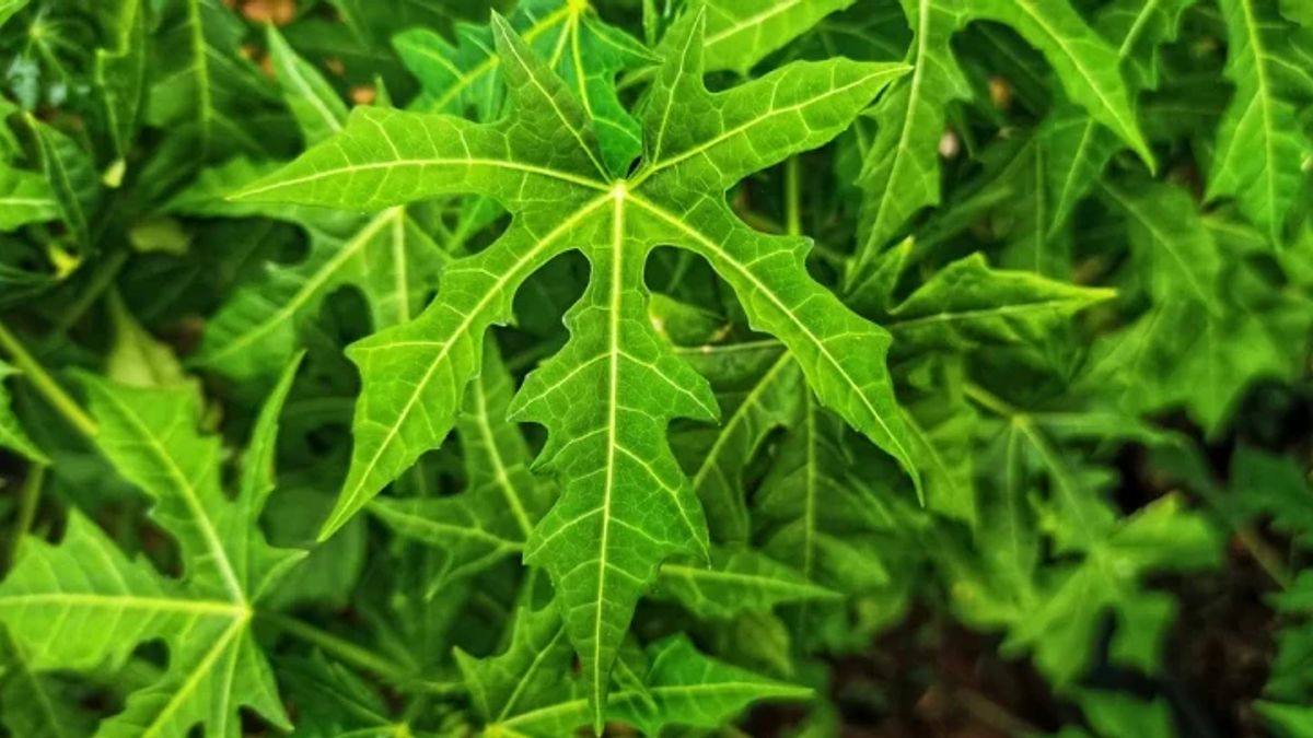 5 Beda Daun Pepaya Jepang dengan Daun Pepaya Biasa