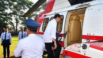 Jokowi Harvests Coffee During The Second Day Of Visit In West Lampung