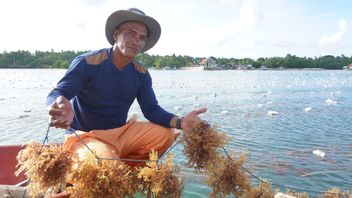 KKP-Wakatobi Regional Government Builds Seaweed Modelling For Downstreaming