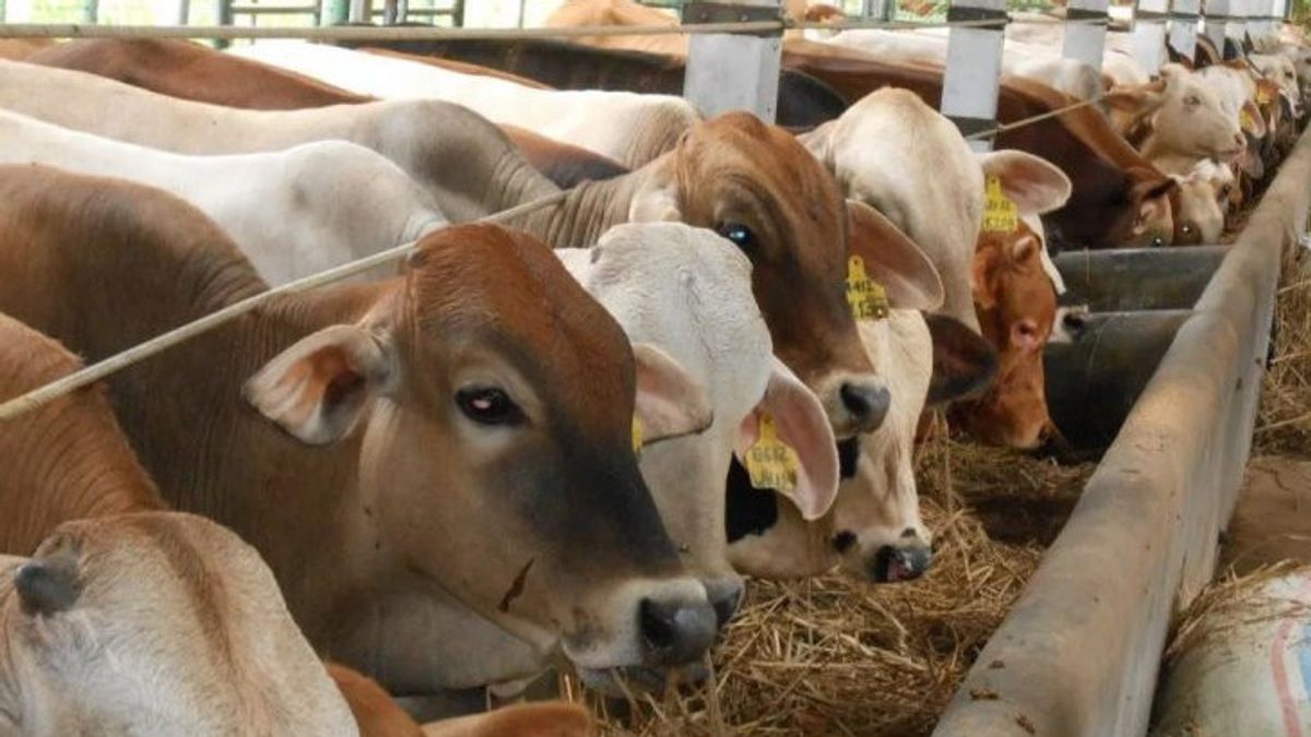 FMDのために確認された500頭の牛、DKPは数十人の獣医師を準備します
